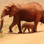 Slagalica životinja – Slonovi