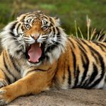 Slagalica životinja – Tigar