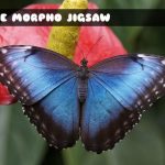 Plava Morpho leptir slagalica