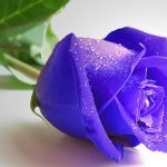 Slagalica plavih ruža