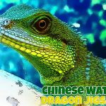 Slagalica kineskog vodenog zmaja