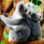Slatka beba Koala medvjed