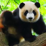 Slatka beba panda