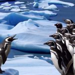 Klizanje pingvina
