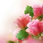 Zagonetka ružičastih ruža