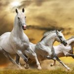 Staza za trčanje konja