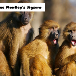 Jigsaw Three Monkey's